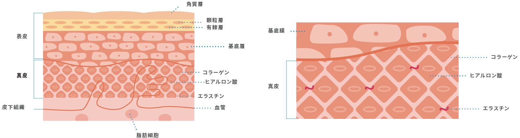 ヒト幹細胞上清液